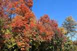 Experience the vibrant beauty of autumn with this stunning property! The image showcases a colorful display of trees with leaves in shades of red, orange, yellow, and green, creating a picturesque scene.