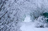Imagine your dream home nestled in this winter wonderland! This property boasts stunning views of snow-covered trees and a peaceful, secluded path.