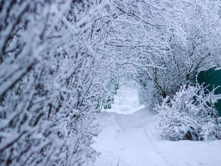 Imagine your dream home nestled in this winter wonderland! This property boasts stunning views of snow-covered trees and a peaceful, secluded path.