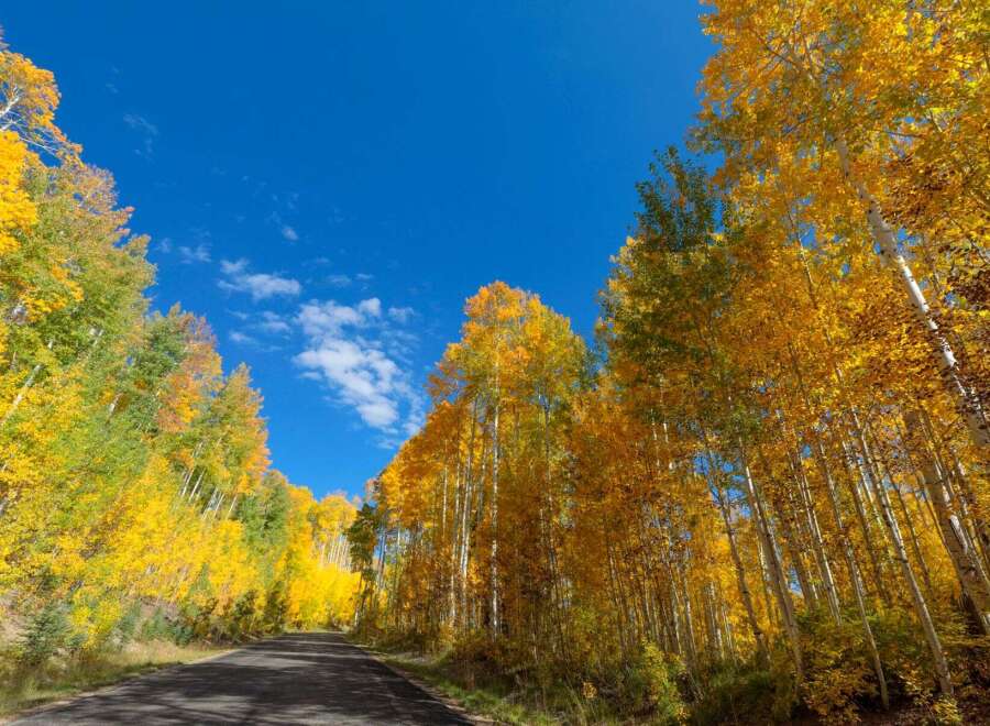 Discover the beauty of nature with this stunning property surrounded by vibrant autumn foliage.