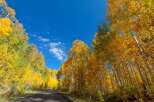 Discover the beauty of nature with this stunning property surrounded by vibrant autumn foliage.