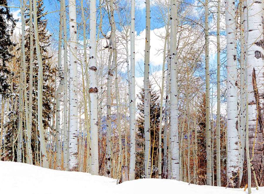 Explore the serene beauty of this stunning property surrounded by a picturesque forest of aspen trees.