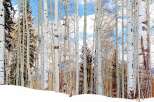 Explore the serene beauty of this stunning property surrounded by a picturesque forest of aspen trees.