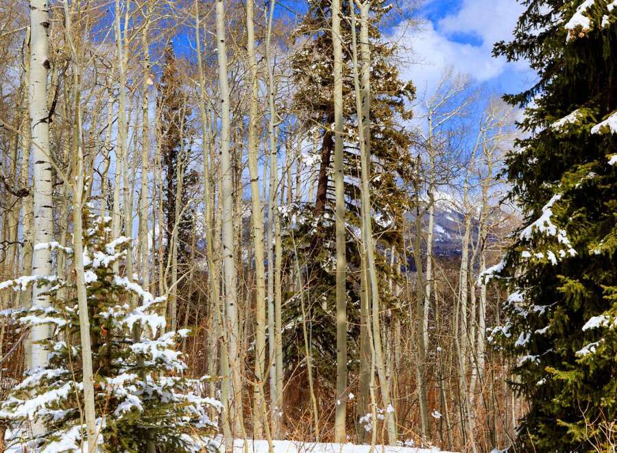Discover the tranquility of this stunning property nestled in a serene forest setting.