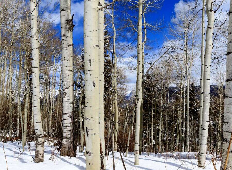 Discover the tranquility of this stunning property surrounded by a serene forest of aspens.