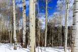 Discover the tranquility of this stunning property surrounded by a serene forest of aspens.