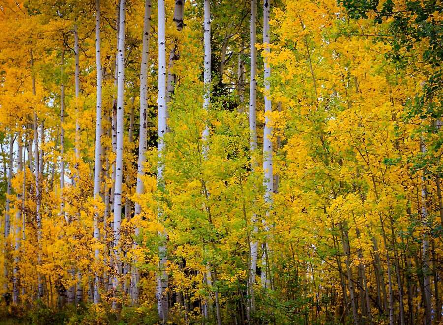 Explore the beauty of nature with this stunning image of a forest in autumn.