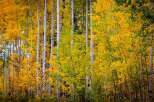 Explore the beauty of nature with this stunning image of a forest in autumn.