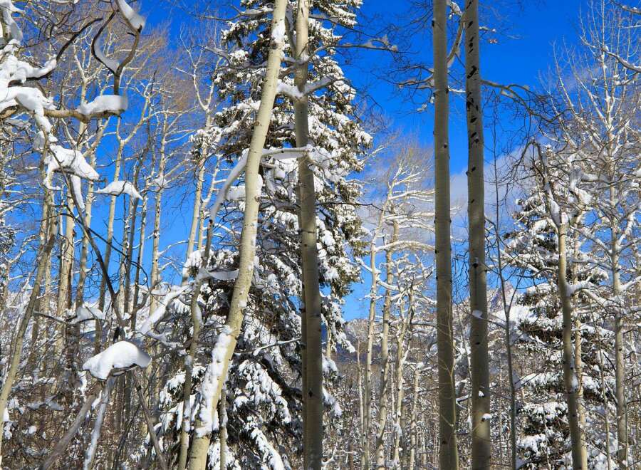 Explore the serene beauty of this winter wonderland! This property boasts stunning views of snow-covered trees and a vibrant blue sky.