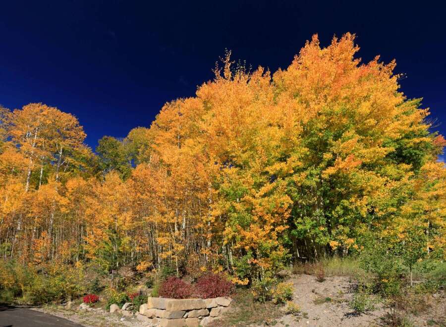 Experience the beauty of nature with this stunning property surrounded by vibrant fall foliage.
