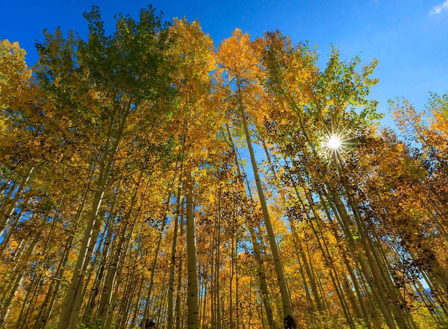 Experience the beauty of nature with this stunning view of golden aspen trees reaching towards a clear blue sky.