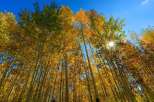 Experience the beauty of nature with this stunning view of golden aspen trees reaching towards a clear blue sky.