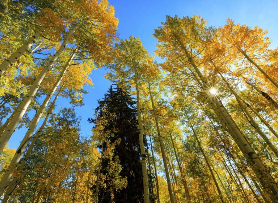 Experience the beauty of nature with this stunning image of a forest canopy.