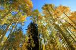 Experience the beauty of nature with this stunning image of a forest canopy.