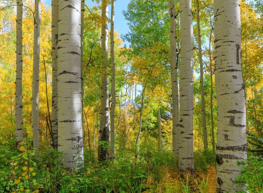 Discover the beauty of nature in this stunning image.