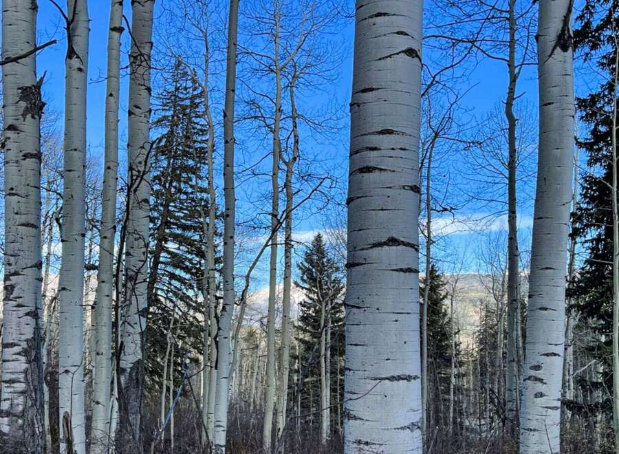 Explore the serene beauty of this property, surrounded by a picturesque forest of tall trees.