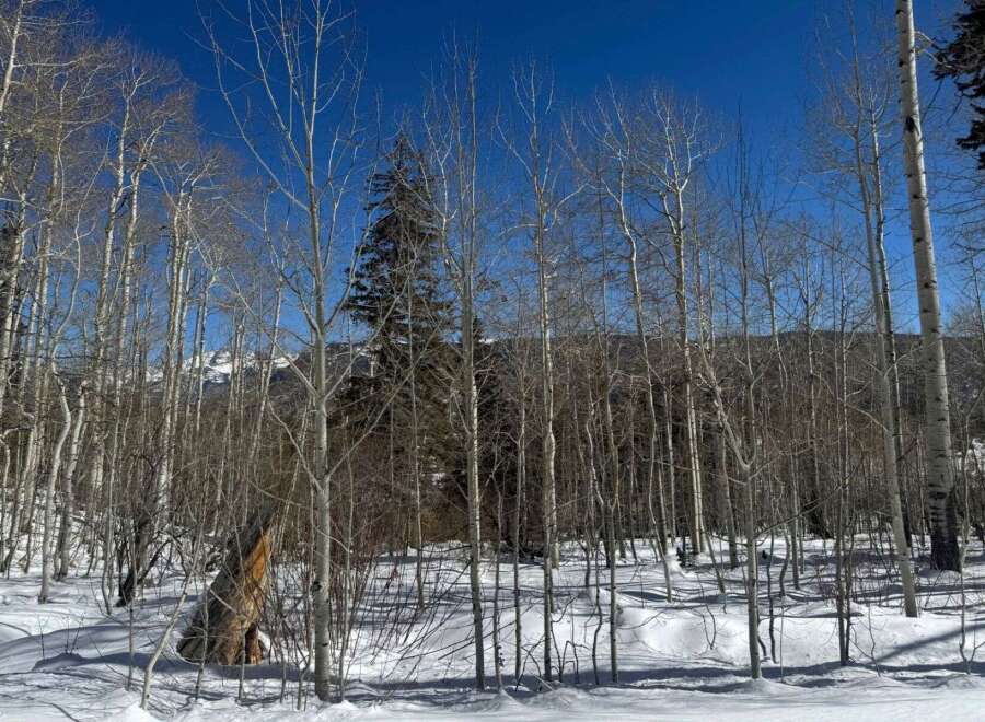 Explore the serene beauty of this winter wonderland! This stunning property boasts a picturesque view of snow-covered terrain and a forest of bare trees under a clear blue sky.