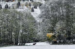 Nestled amidst a serene winter landscape, this property offers a unique blend of natural beauty and tranquility.