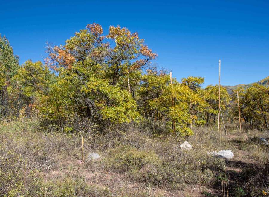 Discover the beauty of nature with this stunning property.