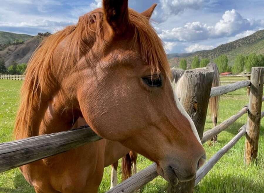 Experience the tranquility of this stunning property, perfect for equestrian enthusiasts.