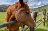 Experience the tranquility of this stunning property, perfect for equestrian enthusiasts.