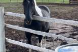 This stunning property boasts a beautiful horse, perfect for equestrian enthusiasts.