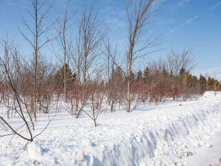 A serene winter landscape showcases a snow-covered property, perfect for those seeking a tranquil retreat.