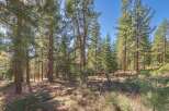 Discover a serene retreat nestled amidst towering trees.