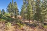 Nestled amidst towering trees, this charming cabin offers a serene escape.