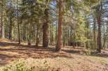 Discover the tranquility of this stunning forest property, perfect for nature lovers and outdoor enthusiasts.