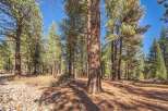 Discover the tranquility of this stunning property surrounded by towering trees and a serene natural landscape.