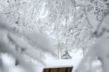 Experience the serenity of winter in this picturesque setting.