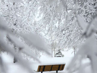 Experience the serenity of winter in this picturesque setting.