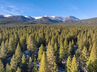 Discover a stunning property nestled amidst a lush forest with breathtaking mountain views.
