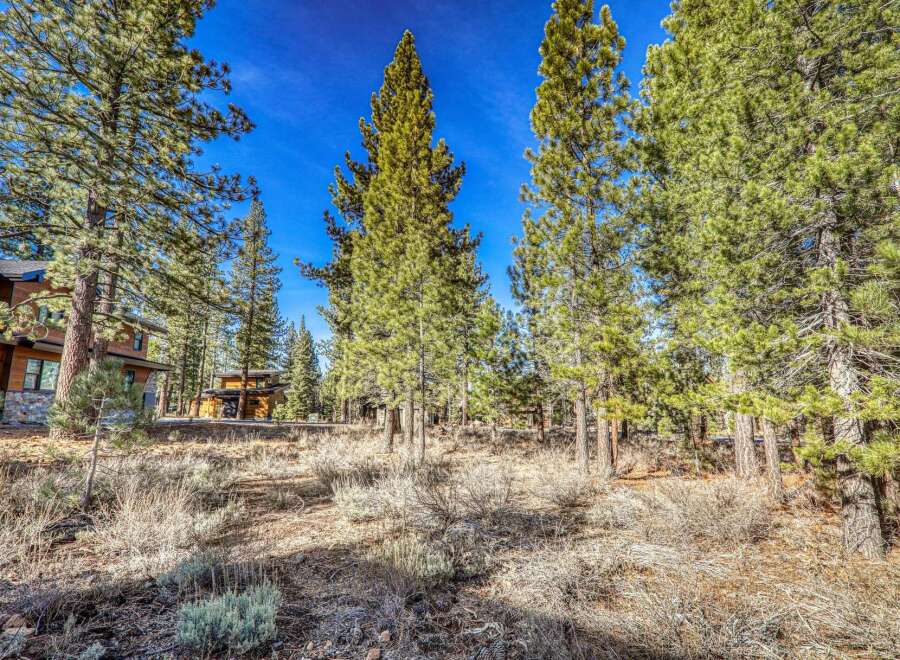 Nestled amidst towering trees and a vibrant blue sky, this property offers a serene escape.