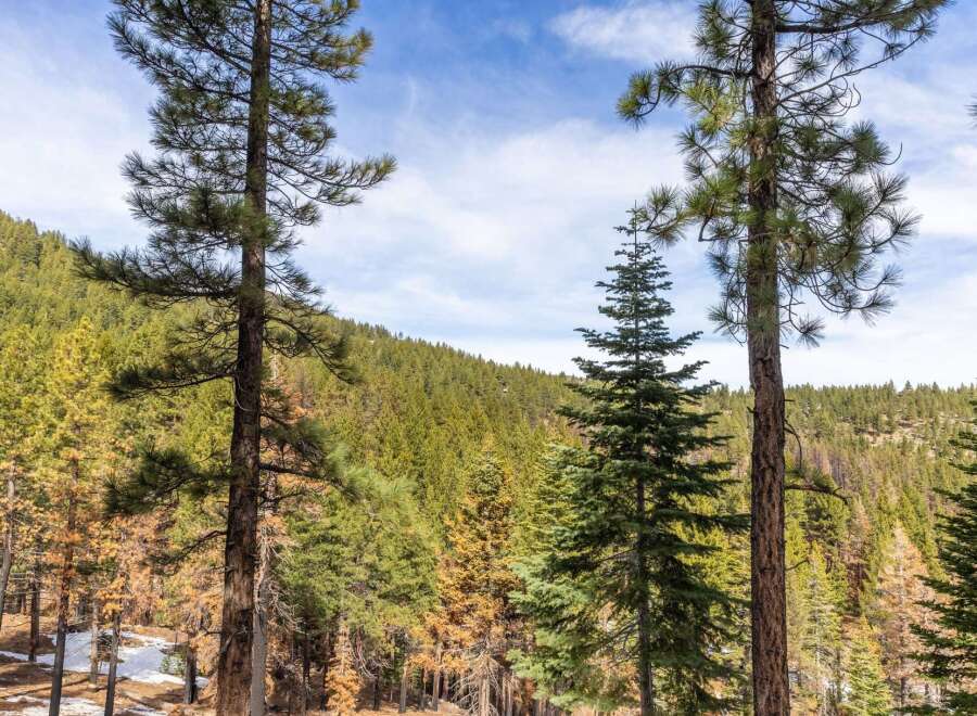 Discover the tranquility of nature with this stunning property nestled in a lush forest.