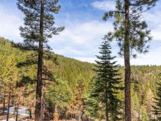 Discover the tranquility of nature with this stunning property nestled in a lush forest.