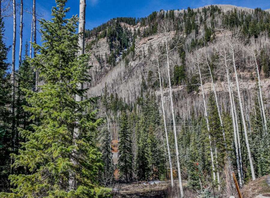 Discover the beauty of nature with this stunning property, surrounded by lush evergreen trees and majestic mountains.