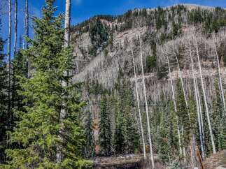 Discover the beauty of nature with this stunning property, surrounded by lush evergreen trees and majestic mountains.