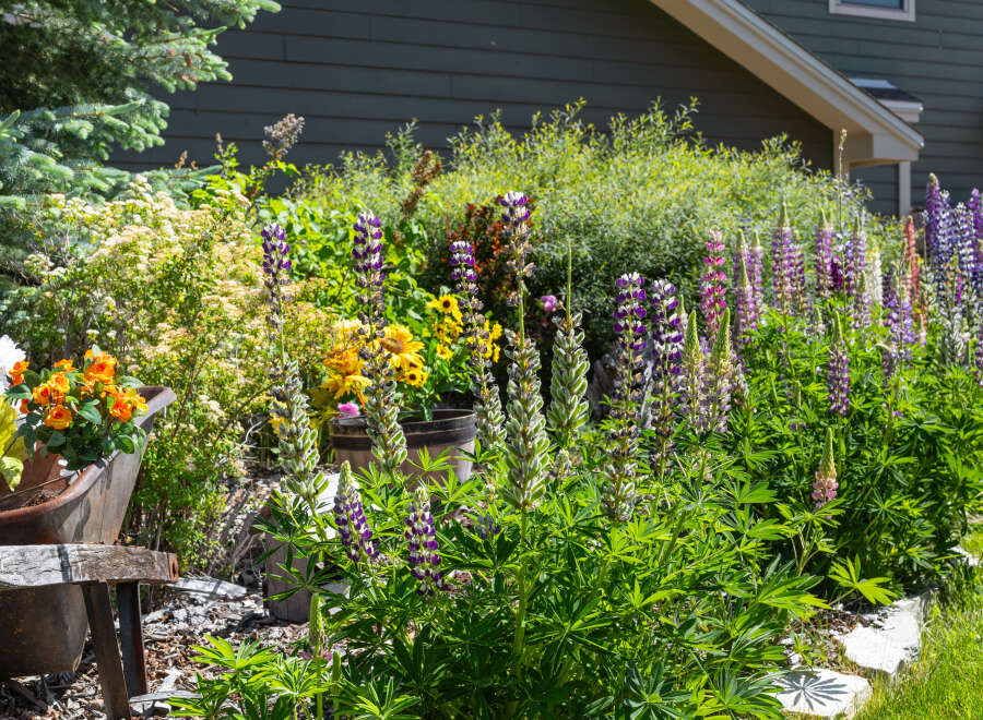 A vibrant garden bursts with colorful lupine flowers, creating a picturesque scene.