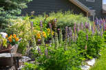 A vibrant garden bursts with colorful lupine flowers, creating a picturesque scene.