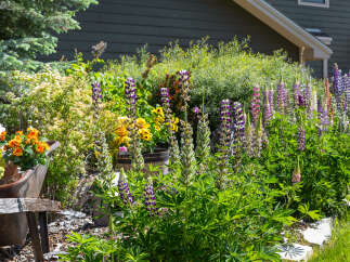 A vibrant garden bursts with colorful lupine flowers, creating a picturesque scene.