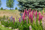 A vibrant garden bursts with colorful lupine flowers, creating a stunning visual display.