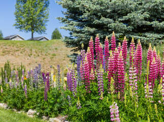 A vibrant garden bursts with colorful lupine flowers, creating a stunning visual display.