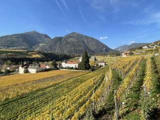 Discover the charm of this picturesque vineyard property nestled in a stunning mountain setting.