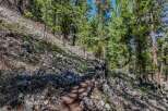 Explore the beauty of nature with this stunning property! This image showcases a picturesque trail winding through a lush forest, perfect for outdoor enthusiasts.
