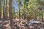 Discover the tranquility of this stunning property nestled in a lush forest setting.