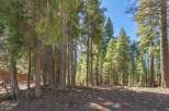 Discover the tranquility of this stunning property surrounded by towering trees.