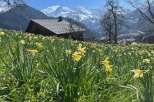 Nestled amidst a vibrant field of daffodils, this charming home offers breathtaking mountain views.