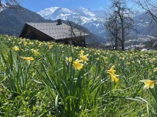 Nestled amidst a vibrant field of daffodils, this charming home offers breathtaking mountain views.